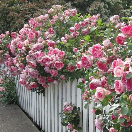 Enchanted Garden Whispering Blossoms